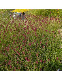 Sanguisorba Beetlewings (3lt) Sanguisorba Beetlewings (3lt)