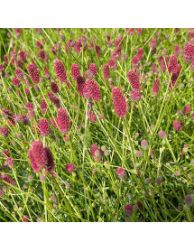 Sanguisorba Beetlewings (3lt)