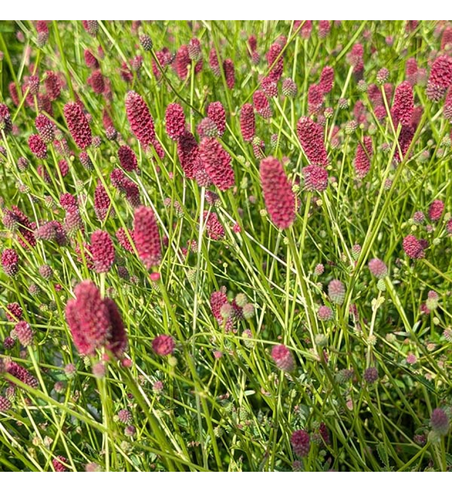 Sanguisorba Beetlewings (3lt)