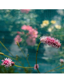 Sanguisorba Fire Explosion (3lt)