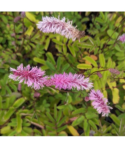 Sanguisorba hakusanensis (1.5lt)