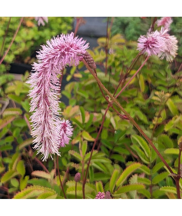 Sanguisorba hakusanensis (1.5lt)