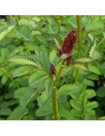 Sanguisorba menziesii (0.8lt)