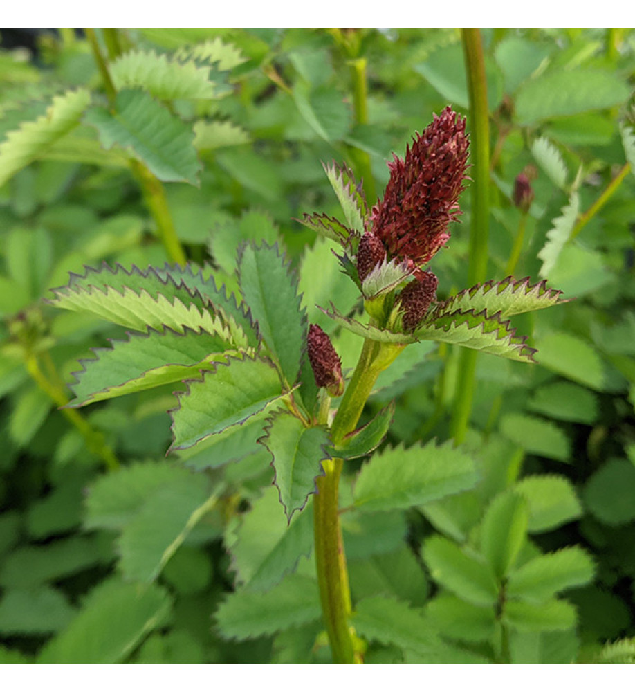 Sanguisorba menziesii (1lt)
