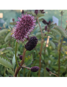 Sanguisorba menziesii (0.8lt)