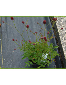 Sanguisorba officinalis Tanna (1.5lt)