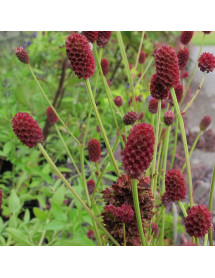 Sanguisorba officinalis Tanna (1.5lt)