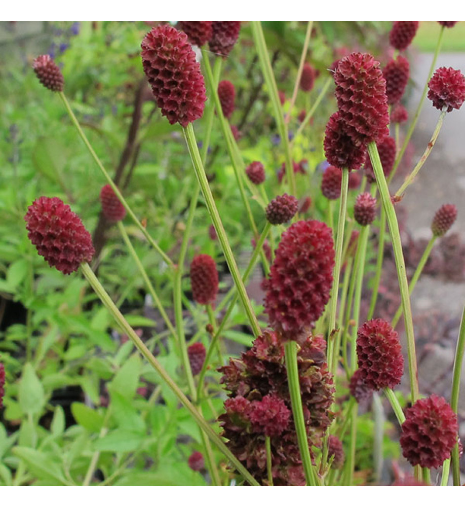 Sanguisorba officinalis Tanna (1.5lt)