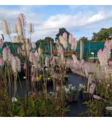 Sanguisorba Pink Brushes (2lt)