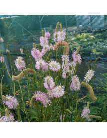 Sanguisorba Pink Brushes (2lt) Sanguisorba Pink Brushes (2lt)