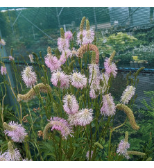 Sanguisorba Pink Brushes (2lt) Sanguisorba Pink Brushes (2lt)
