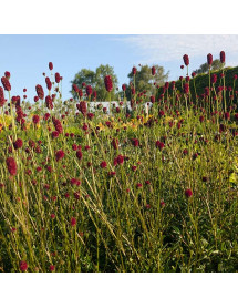 Sanguisorba Proud Mary (3lt)