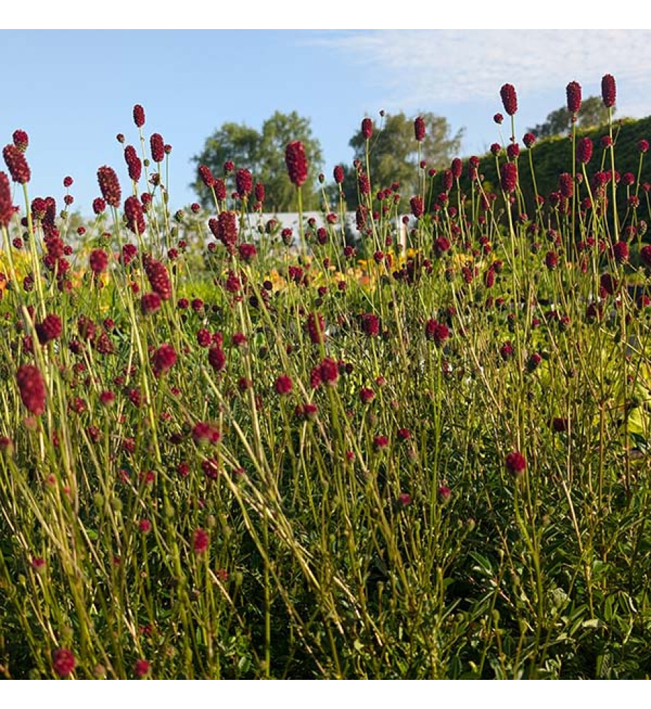 Sanguisorba Proud Mary (3lt)