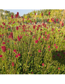 Sanguisorba Proud Mary (3lt)