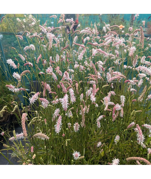 Sanguisorba 2001 (3lt)