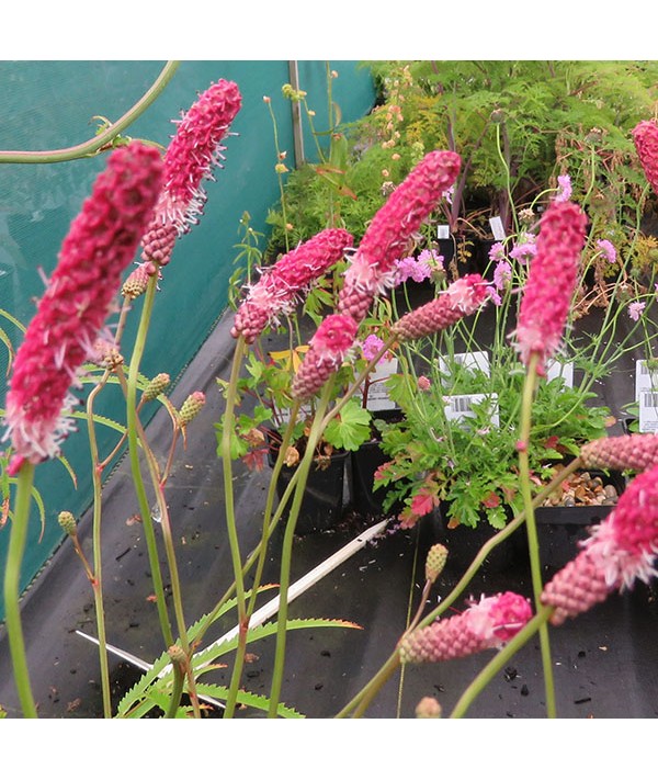 Sanguisorba tenuifolia Langthorns Seedlings (1.5lt)