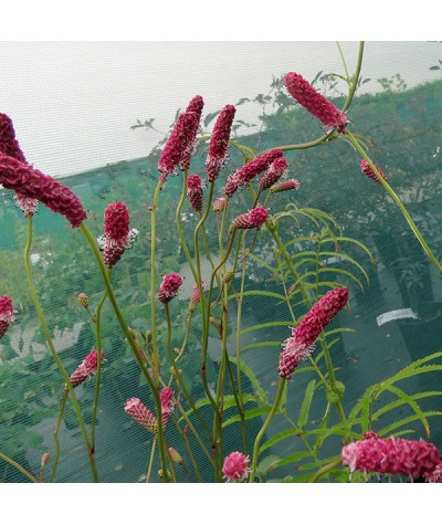 Sanguisorba tenuifolia Langthorns Seedlings (1.5lt)