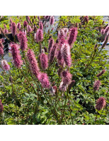 Sanguisorba menziesii Wake Up (3lt)