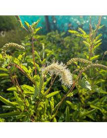 Sanguisorba White Brushes (1.5lt)