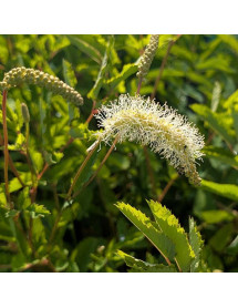 Sanguisorba White Brushes (1.5lt)