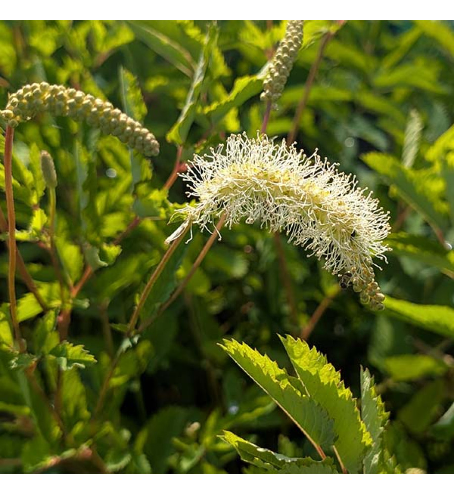 Sanguisorba White Brushes (1.5lt)