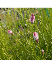Sanguisorba Fire Explosion (3lt)