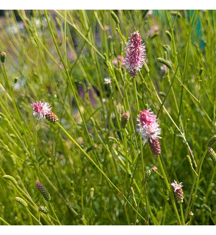 Sanguisorba Fire Explosion (3lt)