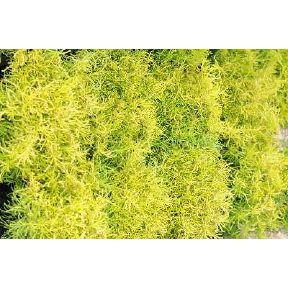 Santolina rosmarinifolia Lemon Fizz (1lt)