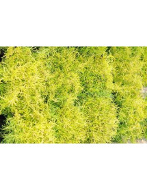 Santolina rosmarinifolia Lemon Fizz (1lt)
