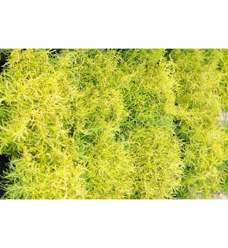 Santolina rosmarinifolia Lemon Fizz (1lt)