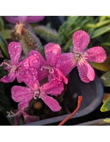 Saponaria Bressingham (0.8lt) Saponaria Bressingham (0.8lt)