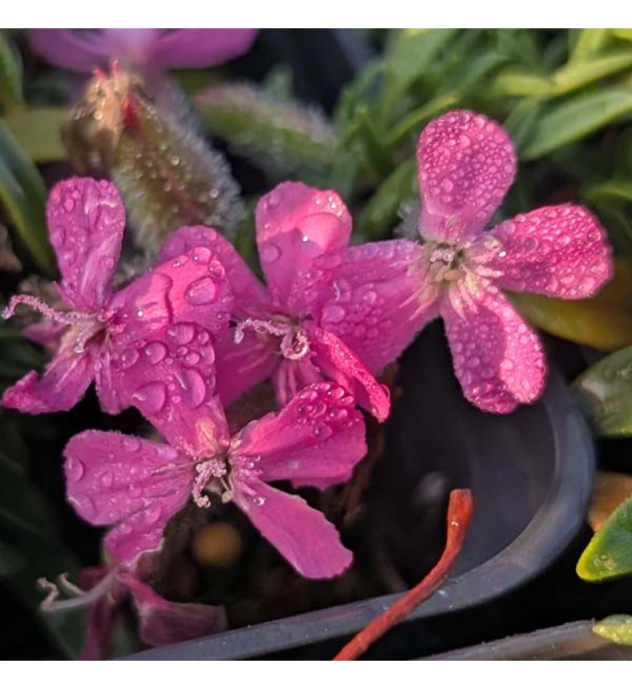 Saponaria Bressingham (0.8lt)