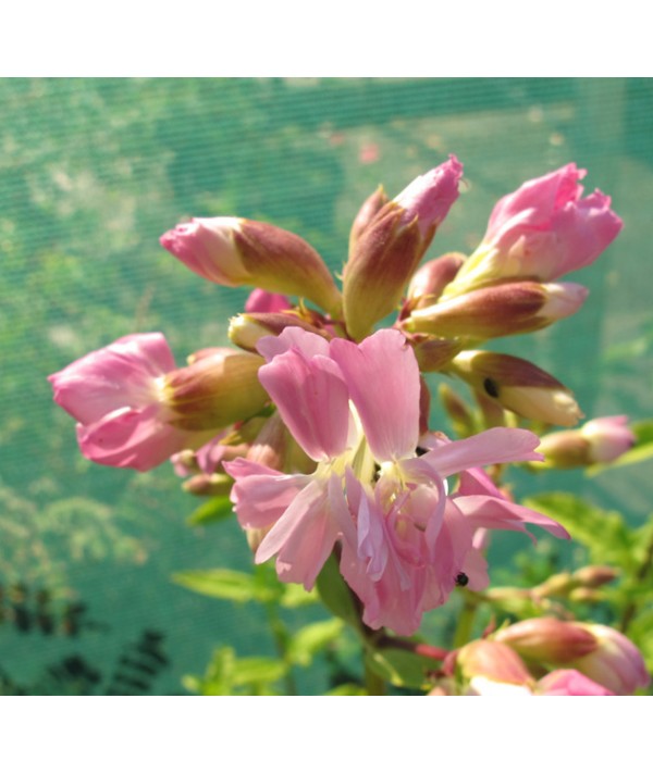 Saponaria officinalis Rosea Plena (1.5lt)