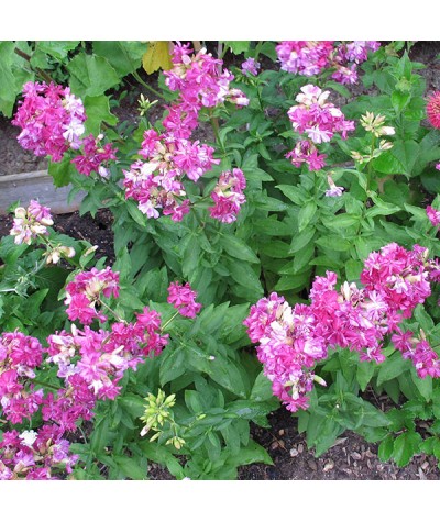 Saponaria officinalis Rosea Plena (1.5lt)