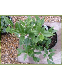 Sarcococca orientalis (2lt)