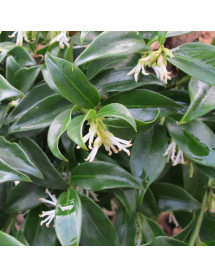 Sarcococca confusa (5lt)