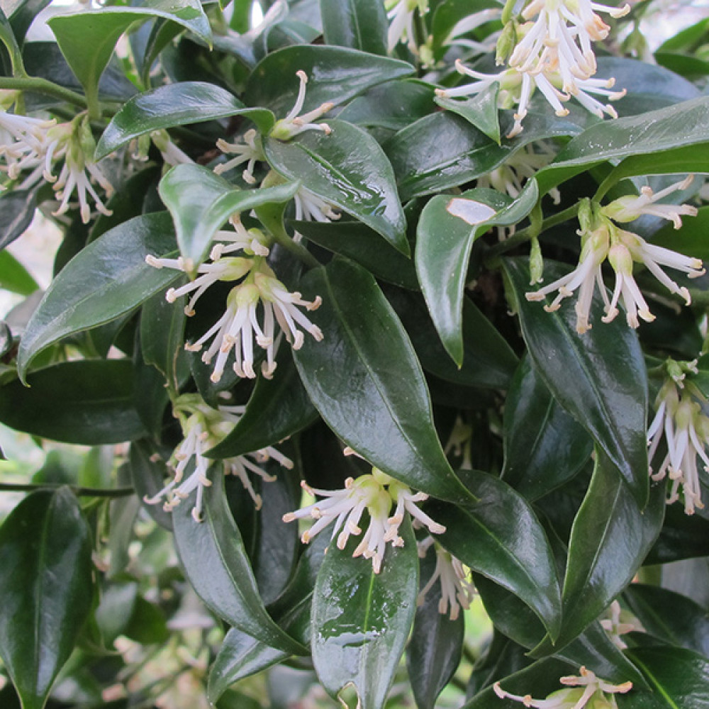 Sarcococca confusa (2lt)