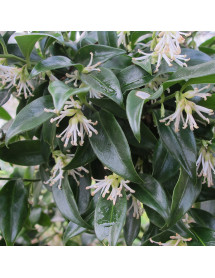 Sarcococca confusa (5lt)