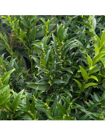 Sarcococca ruscifolia chinensis Dragon Gate (4.5lt)
