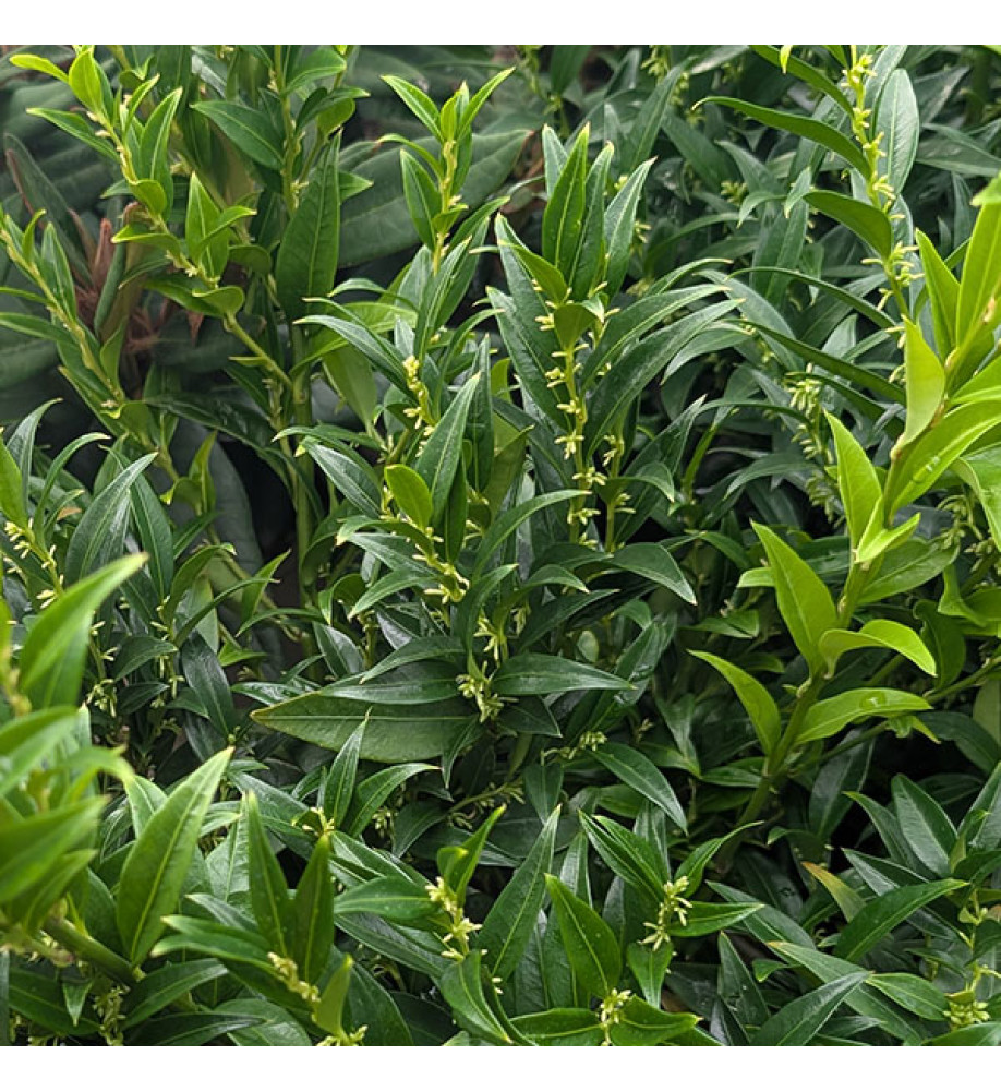 Sarcococca ruscifolia chinensis Dragon Gate (4.5lt)