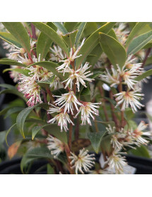 Sarcococca hookeriana Purple Gem' (4.5lt)