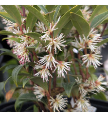 Sarcococca hookeriana Purple Gem' (4.5lt)