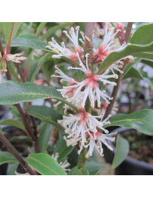 Sarcococca hookeriana 'Purple Stem' (3lt)