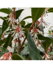 Sarcococca hookeriana Winter Gem (4.5lt)