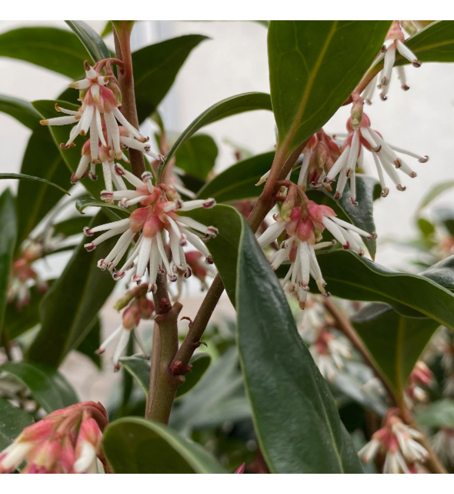 Sarcococca hookeriana Winter Gem (4.5lt)