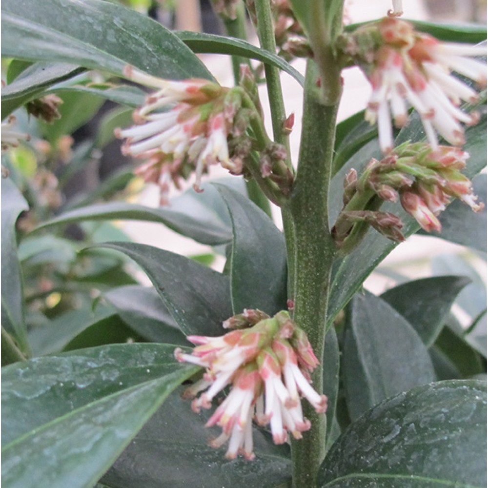 Sarcococca orientalis (2lt)