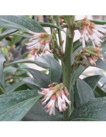 Sarcococca orientalis (2lt)