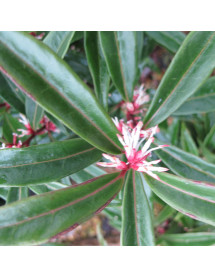 Sarcococca hookeriana 'Purple Stem' (3lt)
