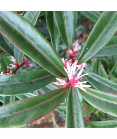 Sarcococca hookeriana 'Purple Stem' (4.5lt)