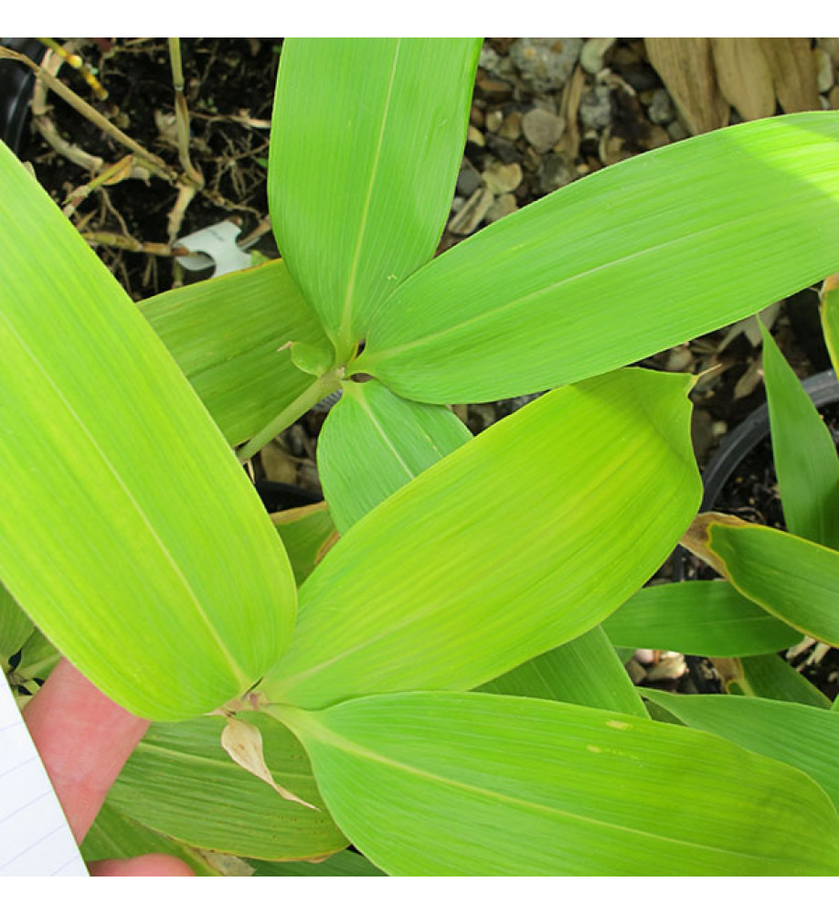 Sasa palmata (3lt)